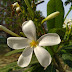 Plumeria obtusa Plant India