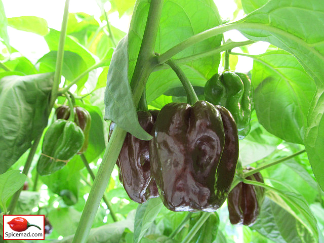 Chocolate Habanero - 15th September 2022