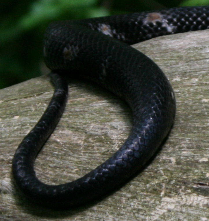 the Öko box: slitherin' mania: copperhead, black snake