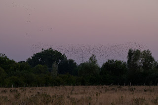 Wildlifefotografie Lippeaue Olaf Kerber Stare Starenschwarm