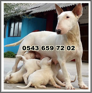 https://www.facebook.com/Sat%C4%B1l%C4%B1k-Bull-Terrier-Yavrular%C4%B1-0543-659-72-02-825877044200268/