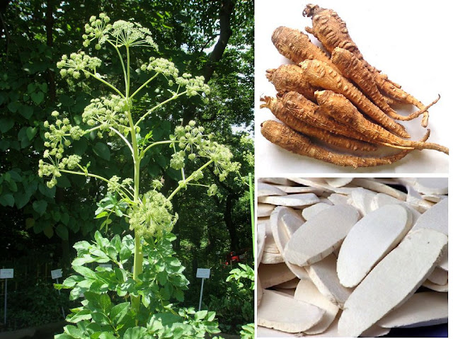 Bạch Chỉ - Angelica dahurica - Nguyên liệu làm thuốc Chữa Cảm Sốt