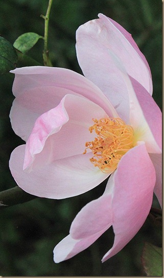 IMG_7605 IMG_7605