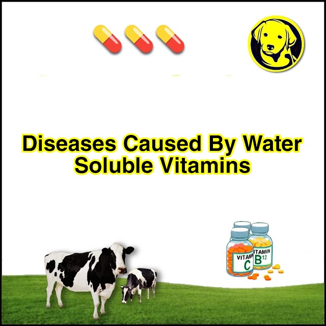 FREE Download Diseases Caused By Water Soluble Vitamins