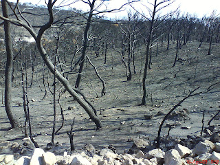 piinar quemado bosque alto Valmadrid