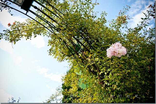 Rose Garden.arches