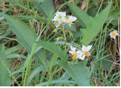 horse nettle