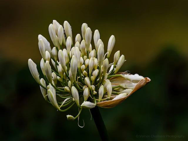 White Flowers after the Rain at Kirstenbosch Copyright Vernon Chalmers Photography