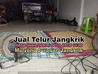 Harga Jual Telur Jangkrik Super Tujuan Gresik Jawa Timur 085656642692