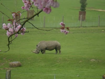 rhino and blossom at marwell zoo