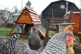 chickens, seattle, eggs