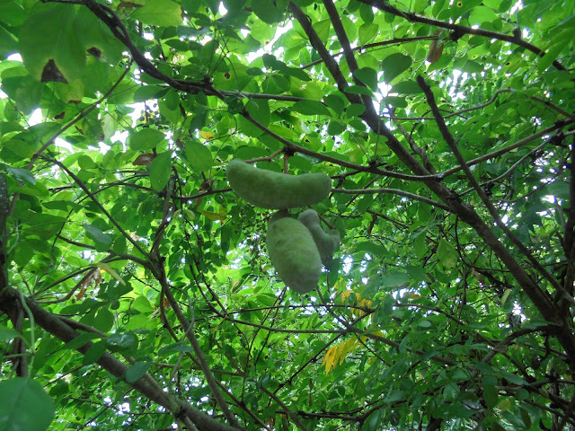 夏から観察していたアケビが大きくなっていました