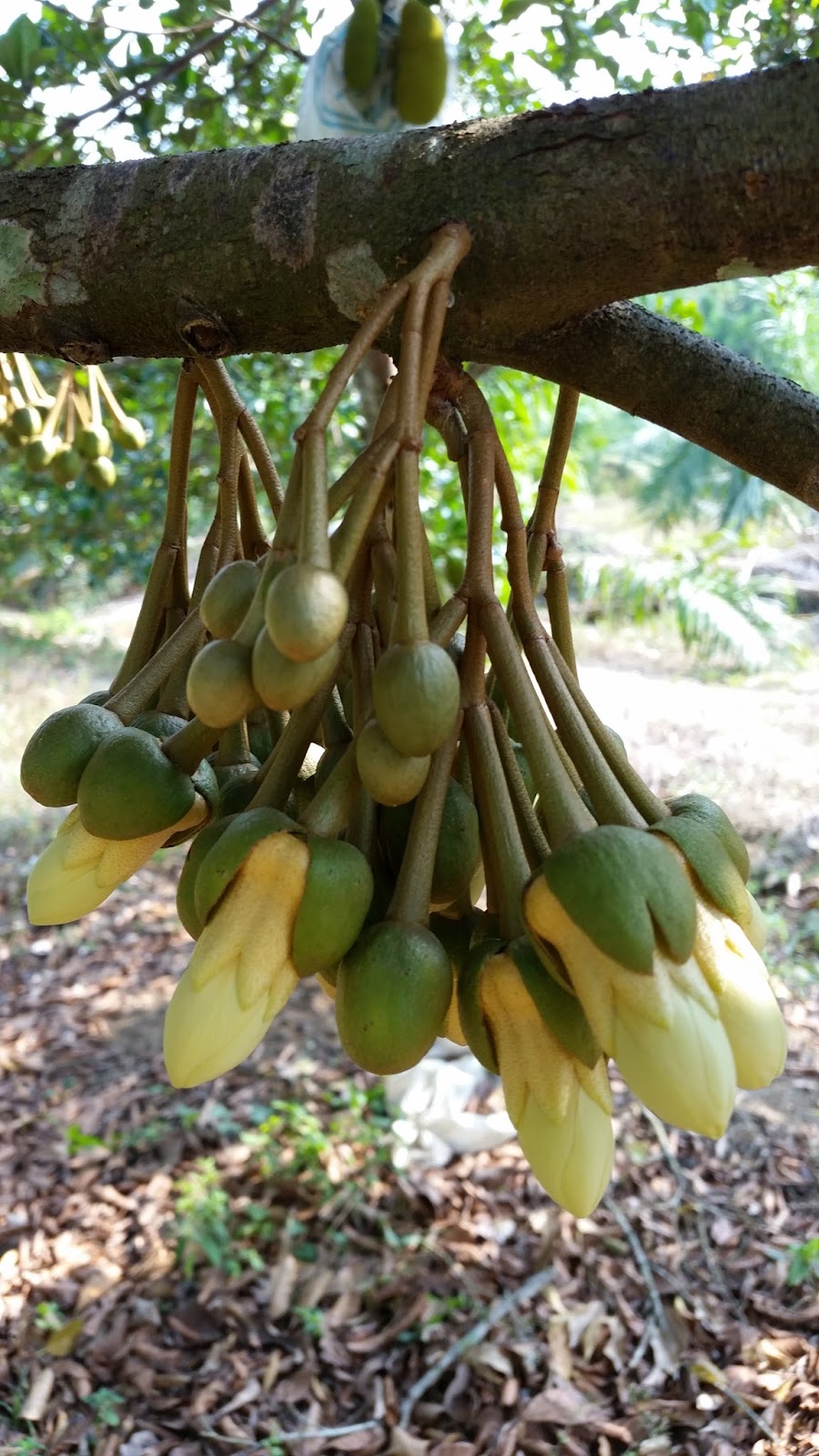 Warisan Petani Tanaman Durian 