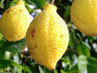 charichuelo fruit images