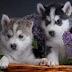 Siberian Husky Puppies Pictures