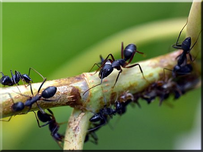 Worker ants | hormigas obreras