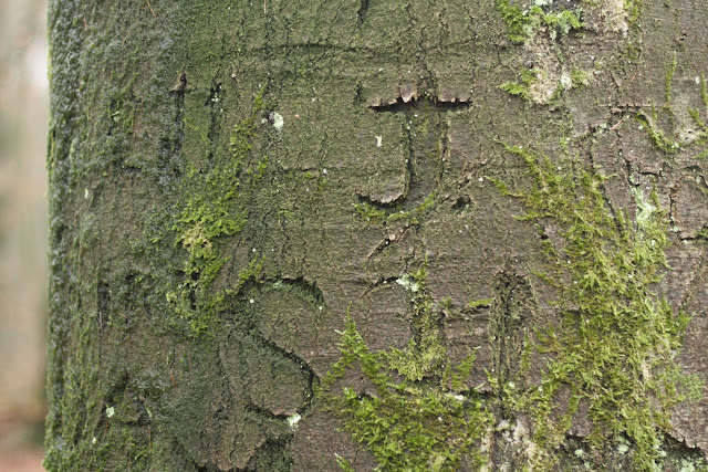 Kerven, Bennekomse Bos