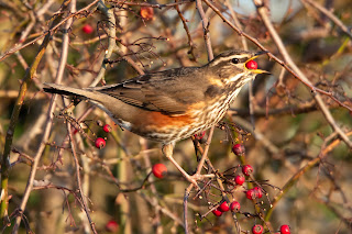 Redwing DFBridgeman