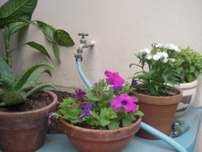 Potted untropical plants