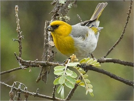 rare-birds-photo-contest-palila