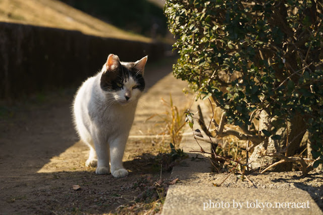 野良猫写真