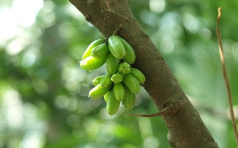 khasiat belimbing sayur