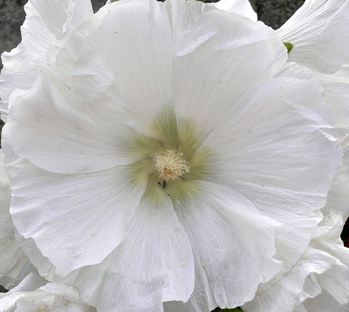 This powerful white single hollyhock variety. An old fashioned favorite! Hollyhocks attract hummingbirds, butterflies & bees.