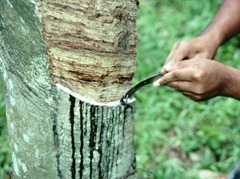 rubtree2[2]