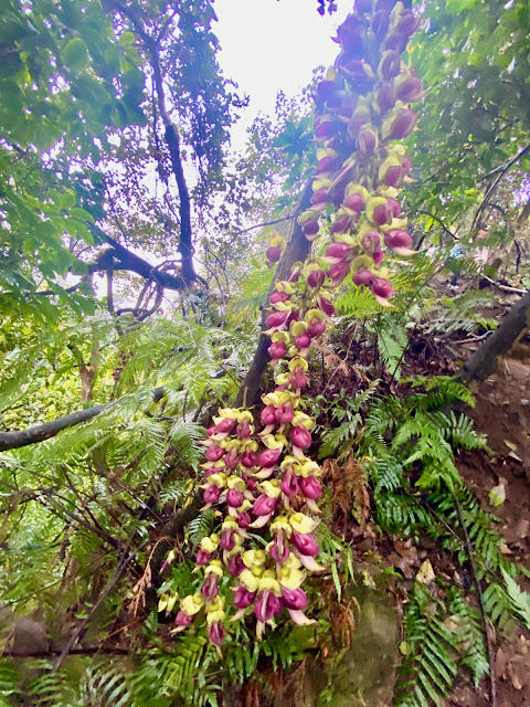 血藤花