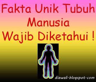 Artikel kali ini membahas tentang Fakta Unik Tubuh Manusia Wajib Diketahui. Sebagai manusia tentu kita wajib mengetahui fakta dibalik tubuh manusia itu sendiri.