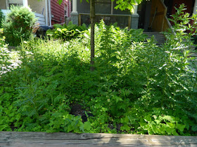 Toronto Leslieville Front Garden Weeding and Makeover Before by Paul Jung Gardening Services--a Toronto Organic Gardening Company