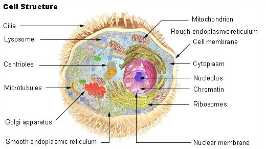 Plant And Animal Cell Quiz. 2010 Cell Project animal cell