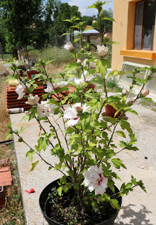 My Hibiscus looking amazing once again