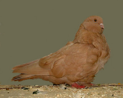 Chinese Owl Pigeon