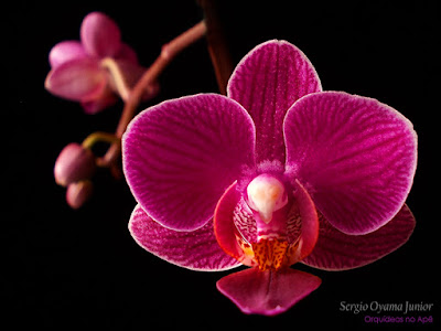 Orquídea Phalaenopsis híbrida