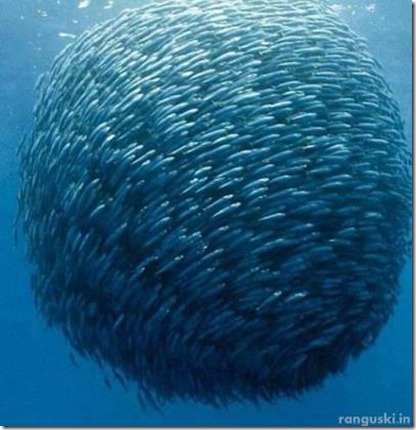 fish (3)