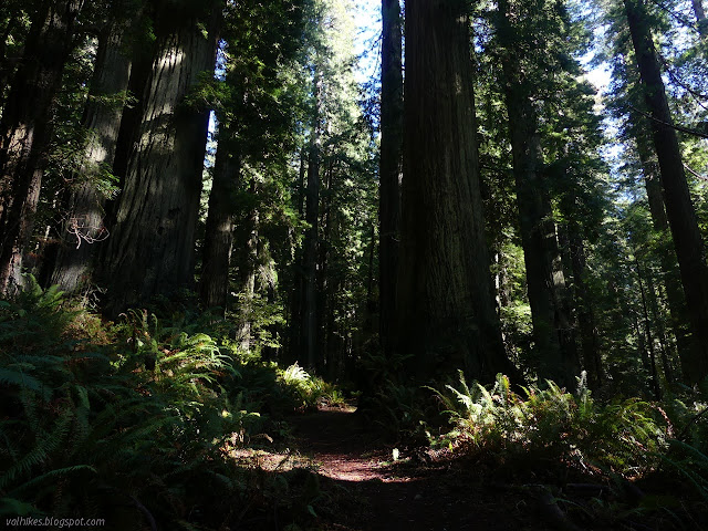 very large redwood trees