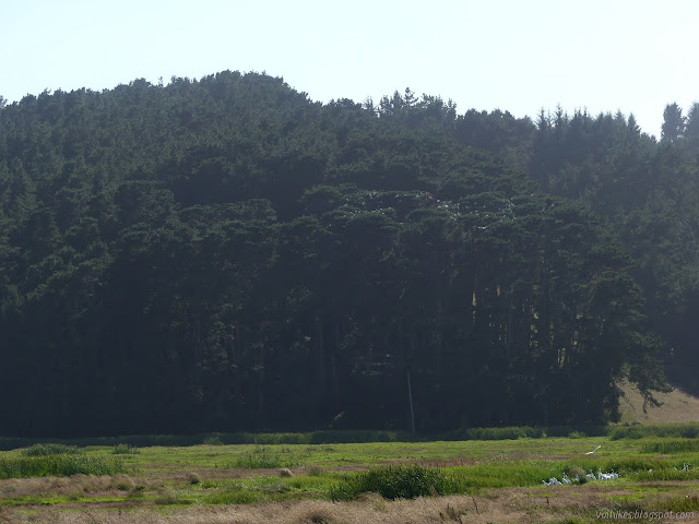 mostly dark trees with a collection of white spots at the top of one area and the marsh spread out below