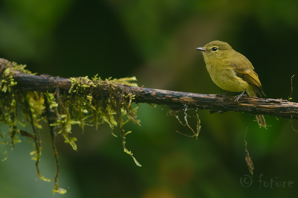 Myiophobus flavicans, Flavescent Flycatcher Myiophobus flavicans, Flavescent Flycatcher, tikat