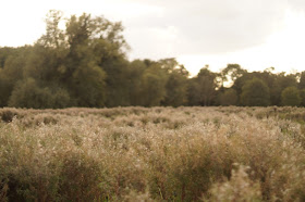 Meadow gone to seed