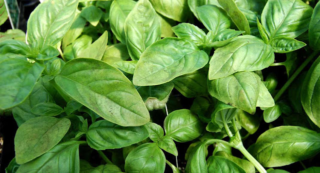 http://channelmfm.blogspot.com/2016/09/Health-Benefits-Of-Basil-Leaves-That-You-Should-Know.html