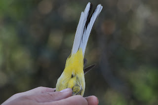 Male Grey Wagtail Undertail Coverts