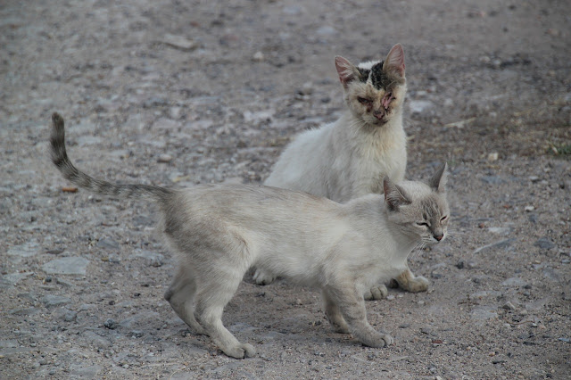9 Diseases That Spread From Stray Cats To Your Cat