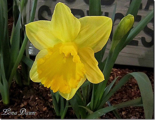 Daffodil