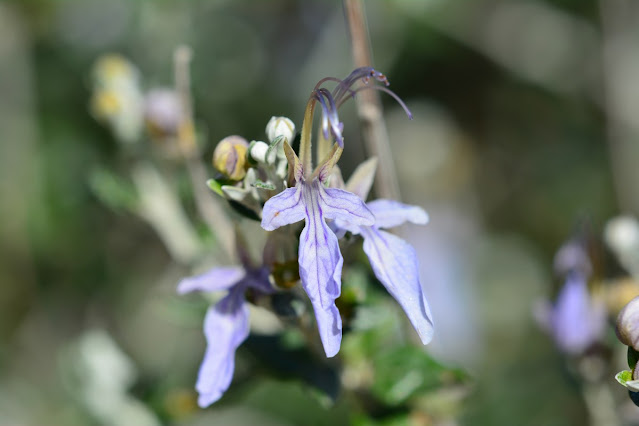 Teucrium fruticans