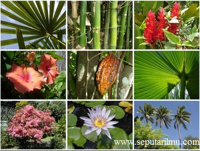 Pengertian Jenis Jenis Flora dan  Persebaran Flora di  