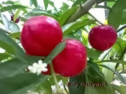  dengan nama latin Phaleria Macrocarpa atau Phaleria Papuana MANFAAT BUAH SIMALAKAMA UNTUK KESEHATAN
