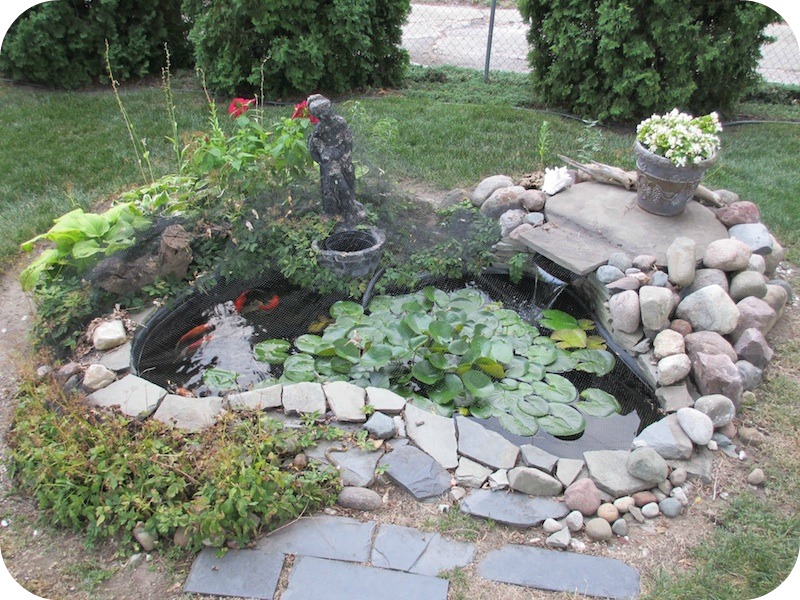 Detroit Video Daily: Wheres Buster? The Backyard Koi Pond