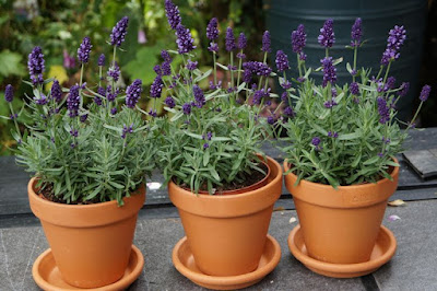 Manfaat Luar Biasa dari Lavender untuk Kesehatan dan Kecantikan