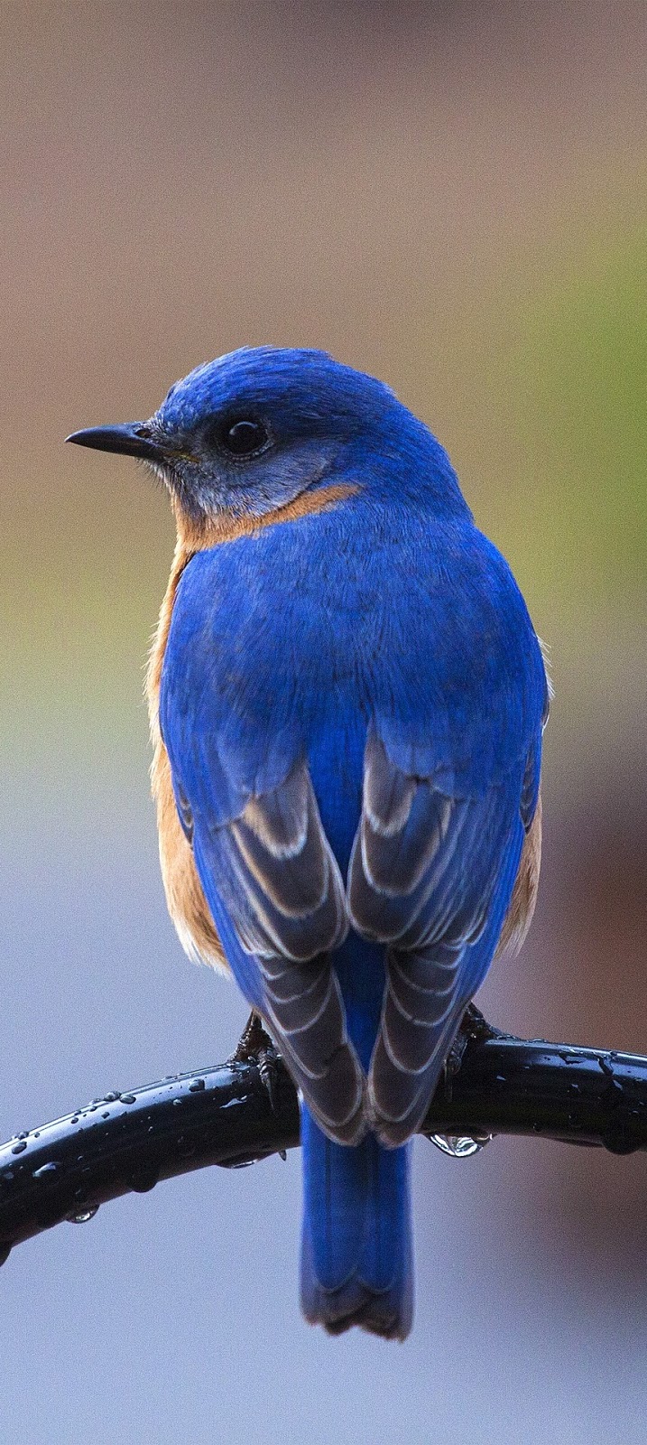 Picture of a beautiful bluebird.